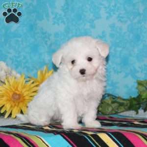 Pelican, Maltipoo Puppy